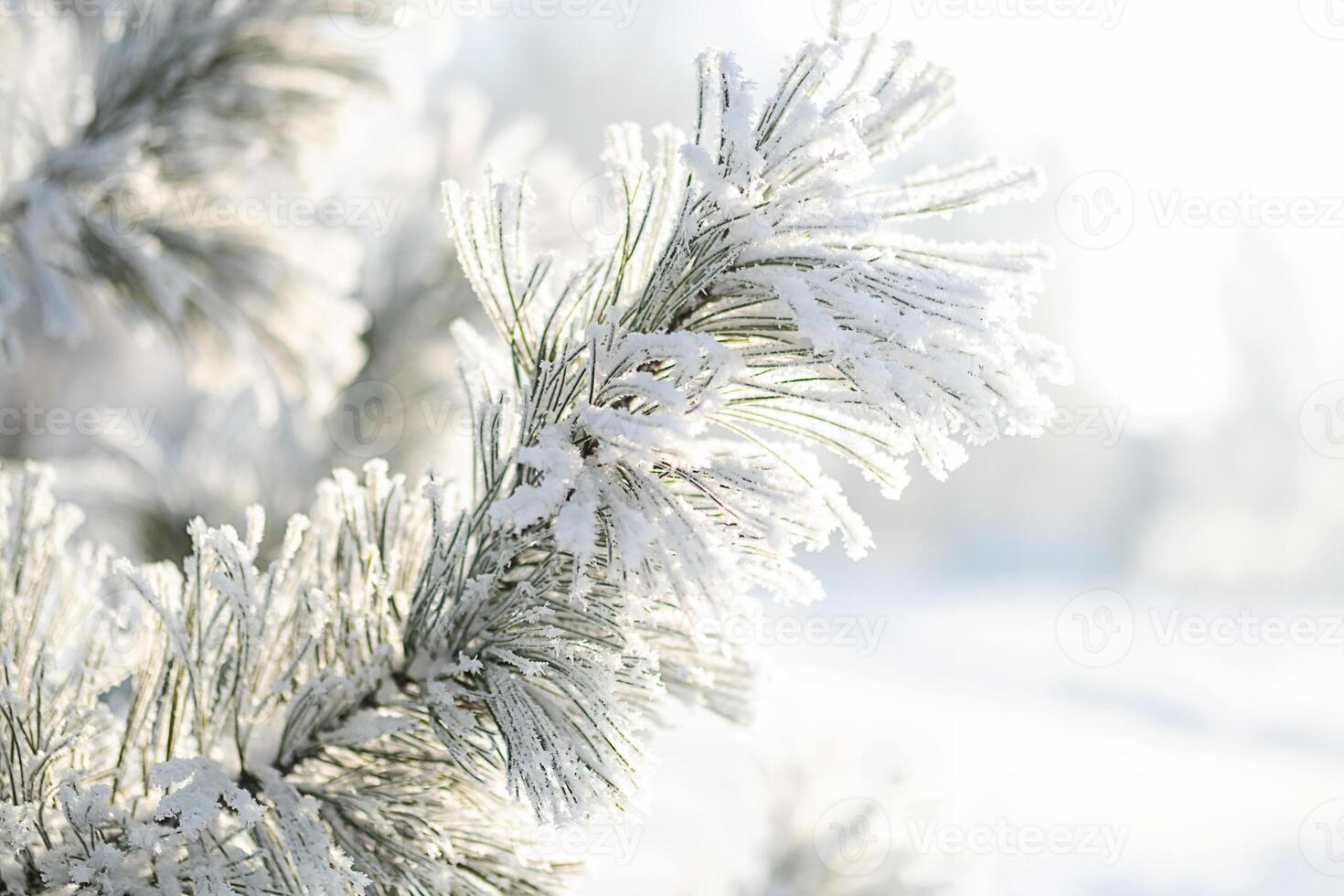 Frosted snow covered pine tree branches in sunlight, close up. photo
