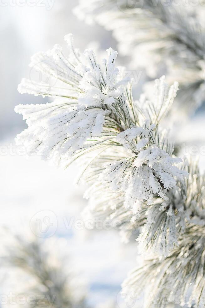 Frosted snow covered pine tree branches in sunlight, close up. photo