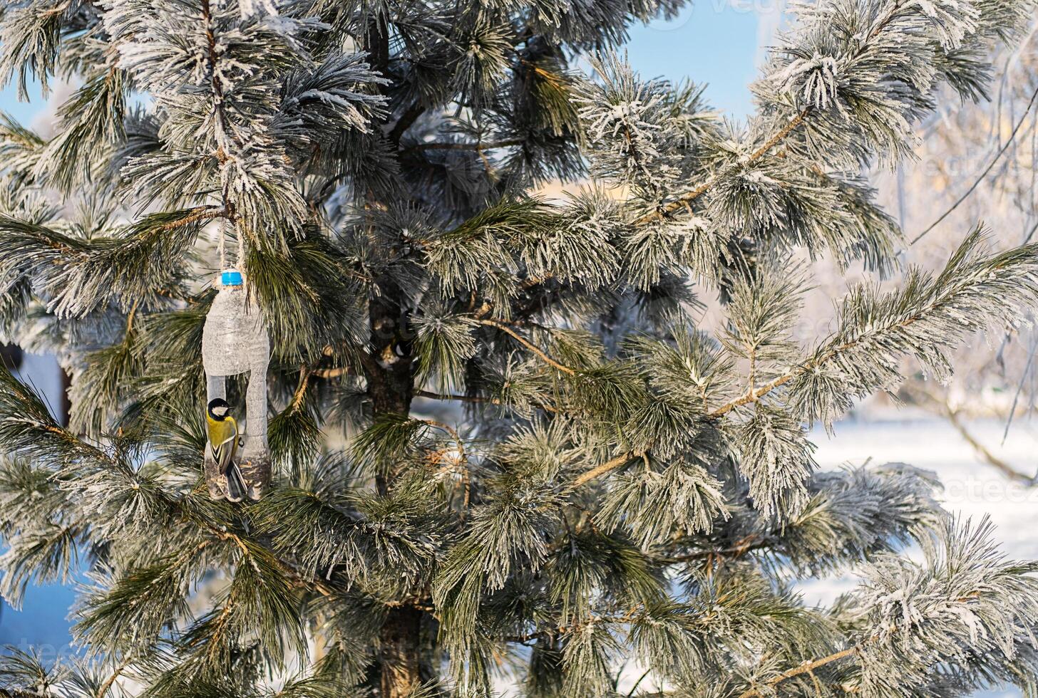 Bird feeder from plastic bottle hanging on tree branch with a titmouse enjoying seeds. photo