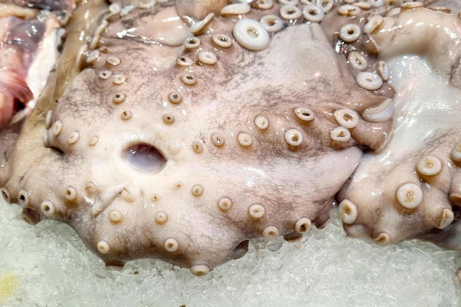 Fresh Octopus Tentacles on Ice for Seafood Market Display photo