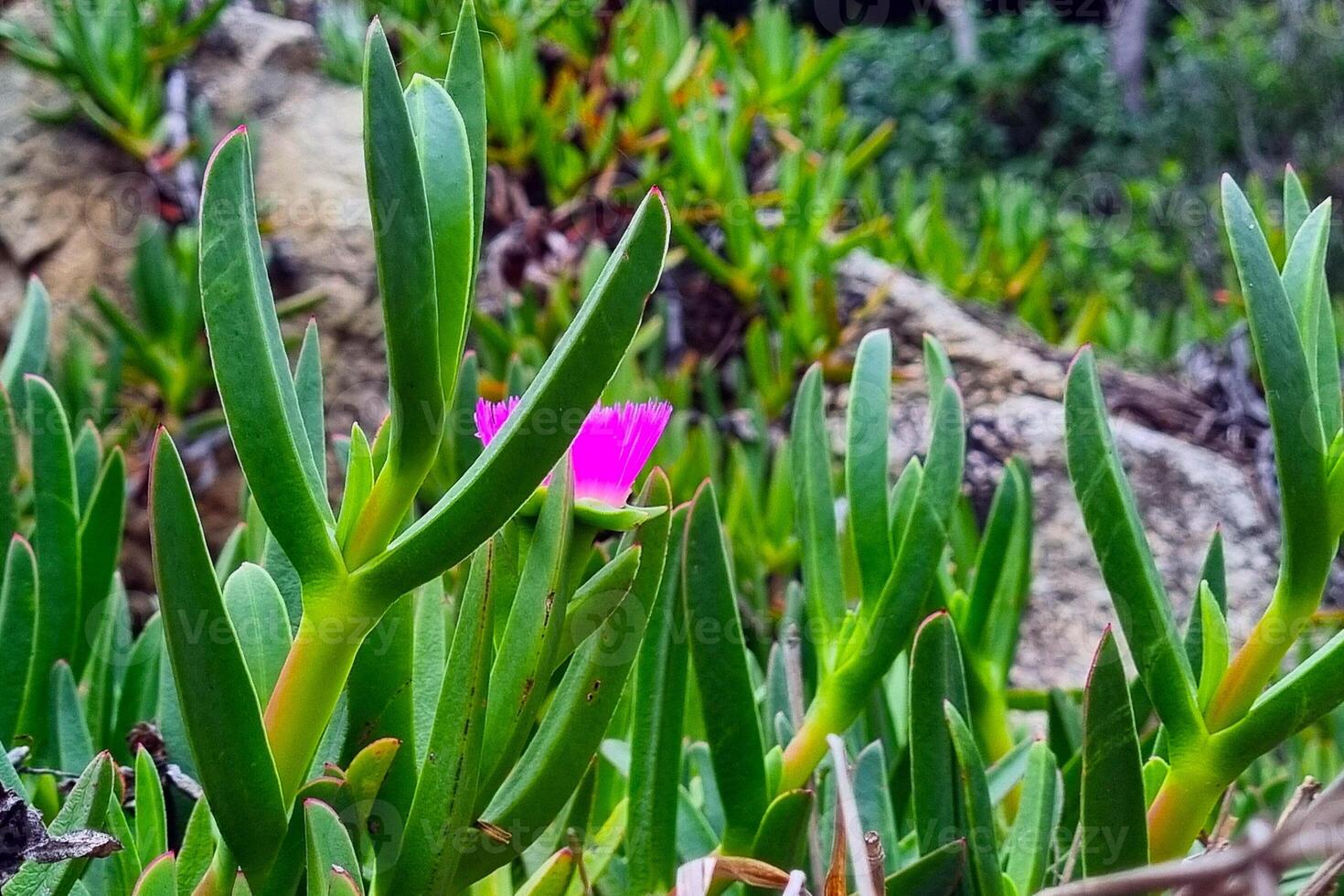 Spring Flora in Vibrant Bloom Coastal Nature's Serenity for Posters and Wall Art photo