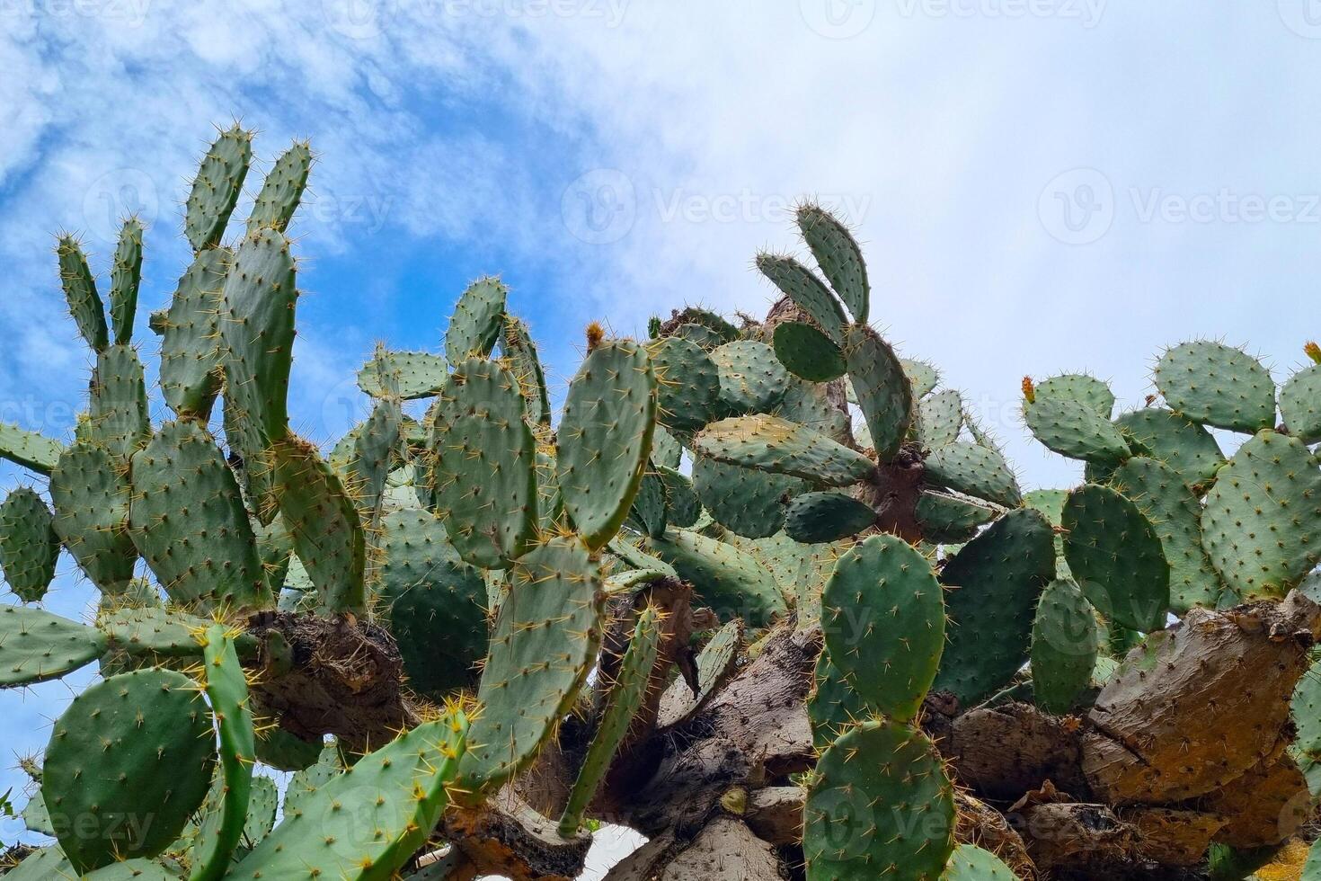 Prickly Pear Cactus Against a Vibrant Sky - Nature's Resilience and Beauty photo