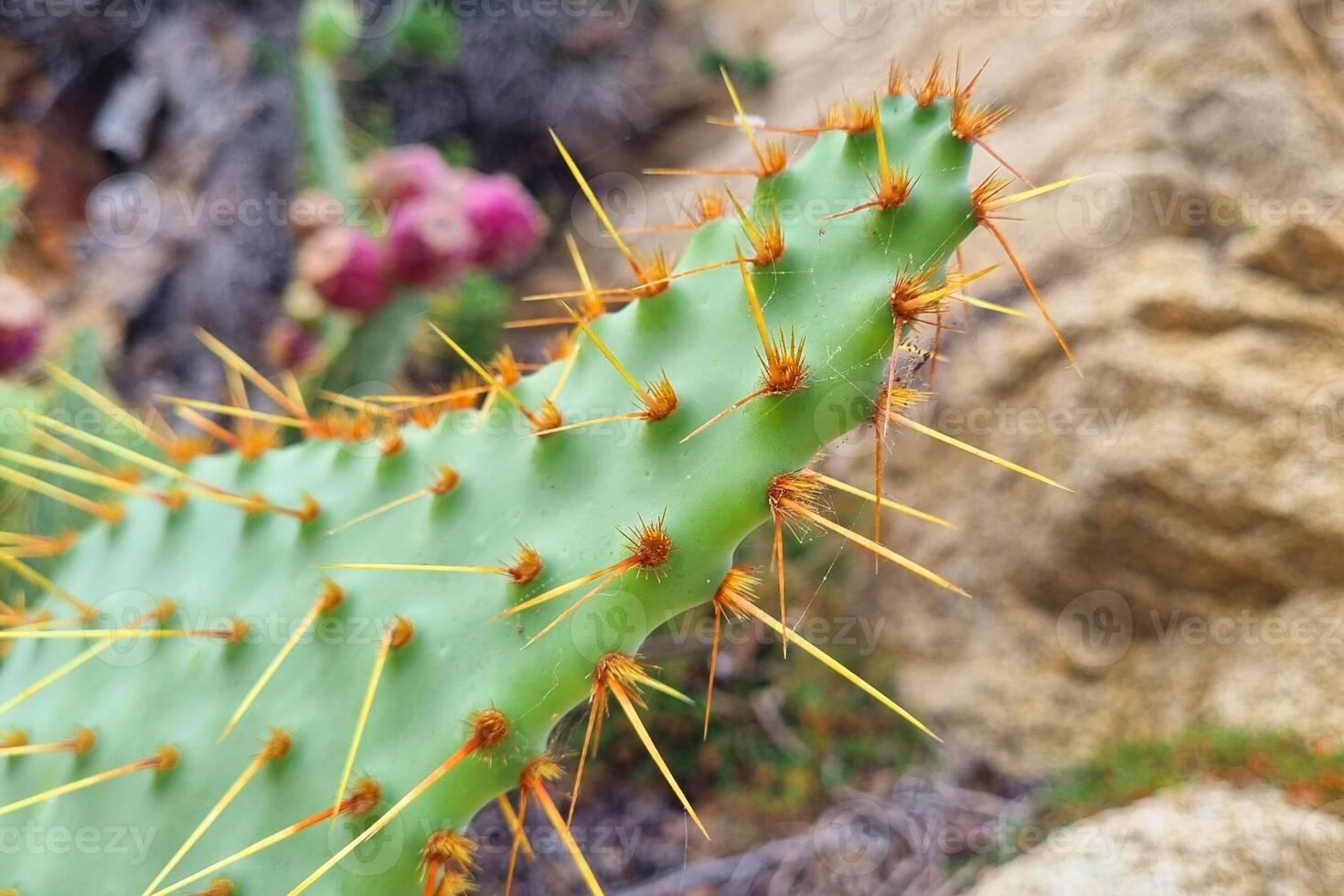 Close-Up of Prickly Cactus in Desert Environment - Nature and Texture Design Elements photo