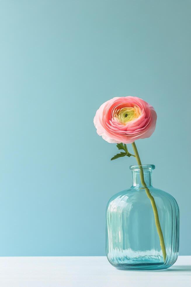 Vibrant pink ranunculus flower in a clear vintage vase against a soft blue background highlighting simple photo