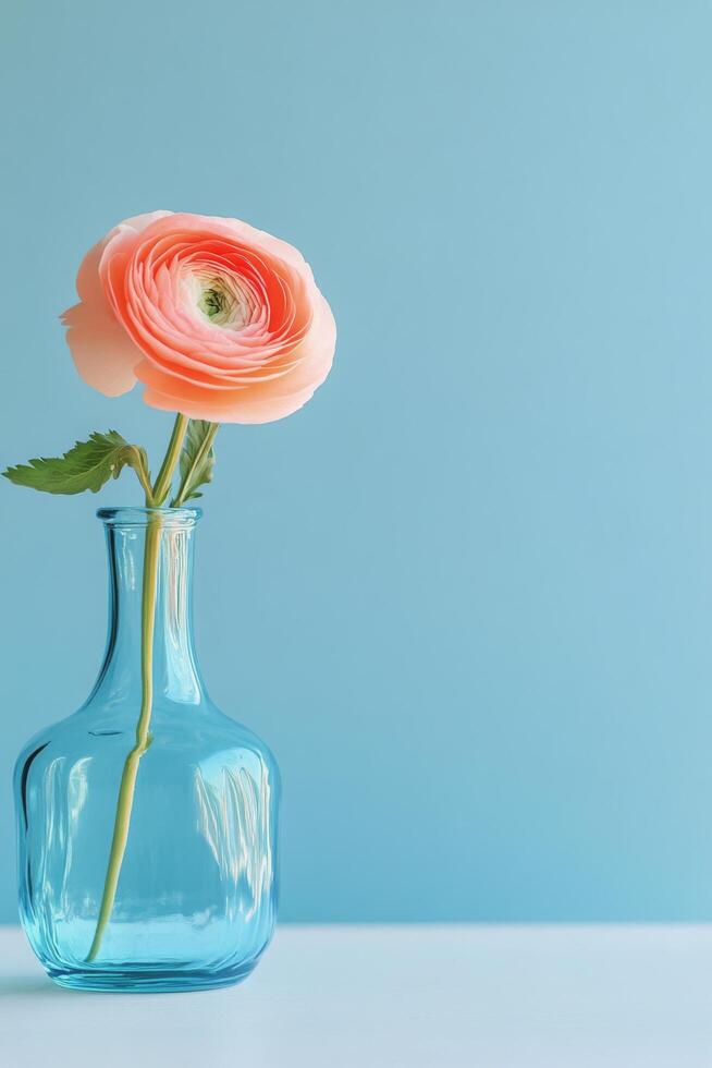 Vibrant pink ranunculus flower in a clear vintage vase against a soft blue background highlighting simple photo