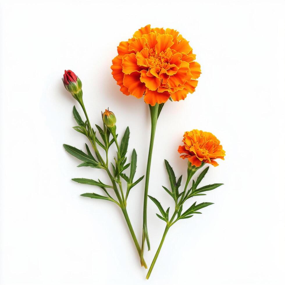 Bright yellow marigold flower with two unopened buds and green leaves arranged on a white background showcasing photo
