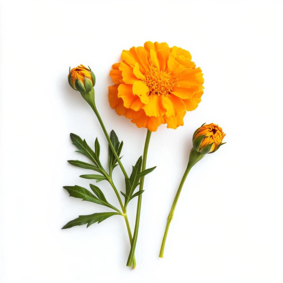 Bright yellow marigold flower with two unopened buds and green leaves arranged on a white background showcasing photo