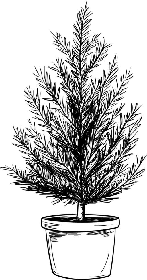 Black and white sketch of a potted pine tree illustration. vector