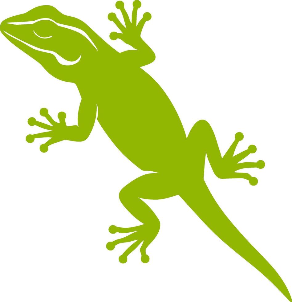 Green Anole Lizard vector