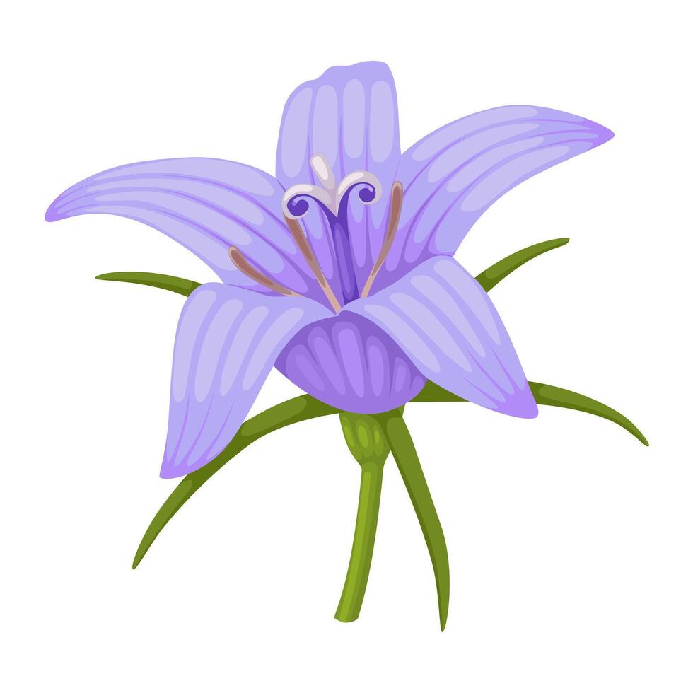 Illustration of Campanula rapunculus, common name rampion bellflower, rampion, rover bellflower, or rapunzel, isolated on white background. vector