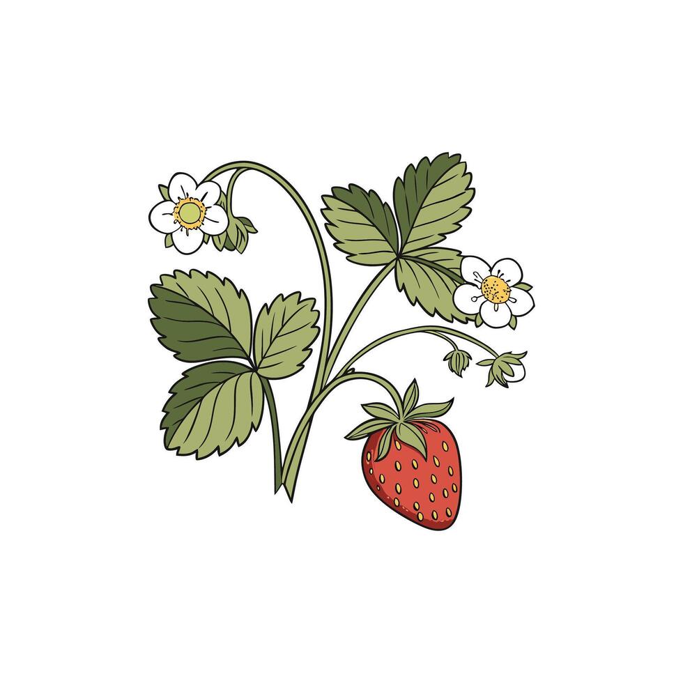 Strawberry illustration template vector