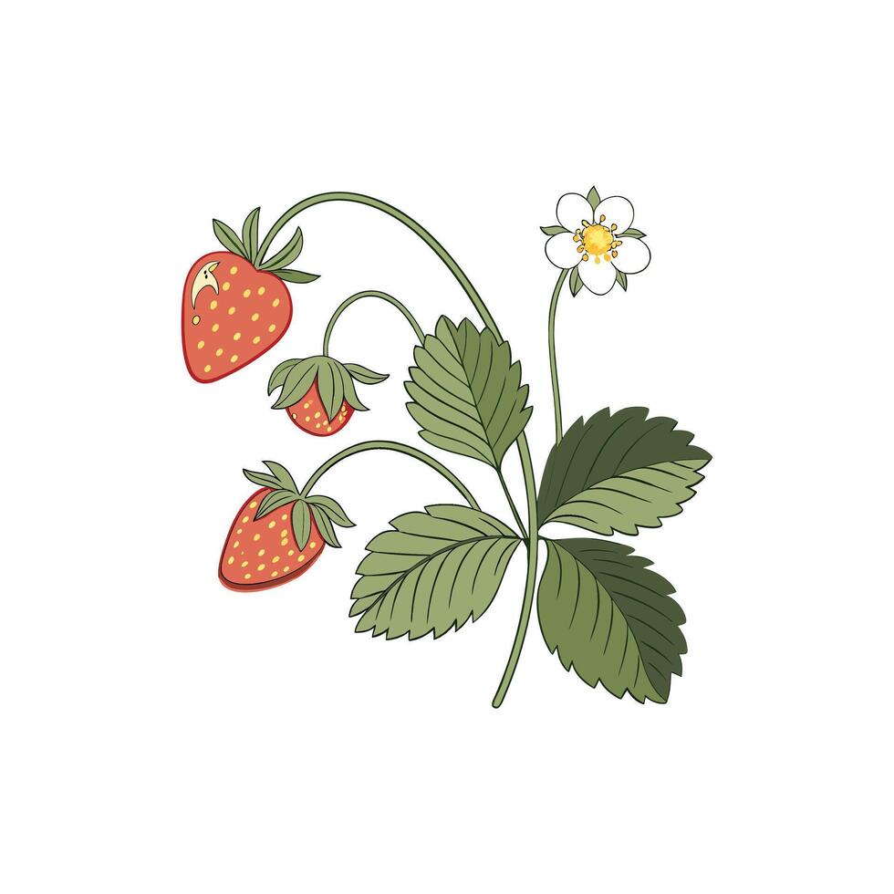 Strawberry illustration icon vector