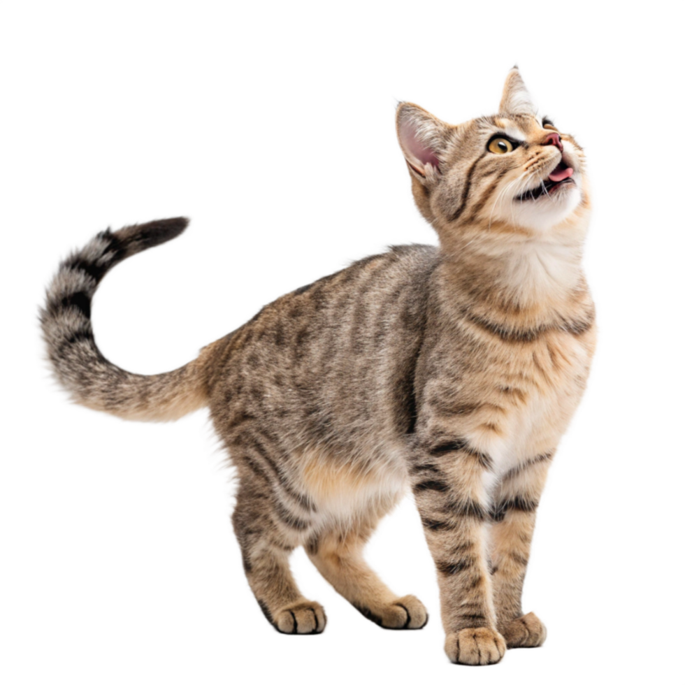 Beautiful cat looking up Transparent background image png