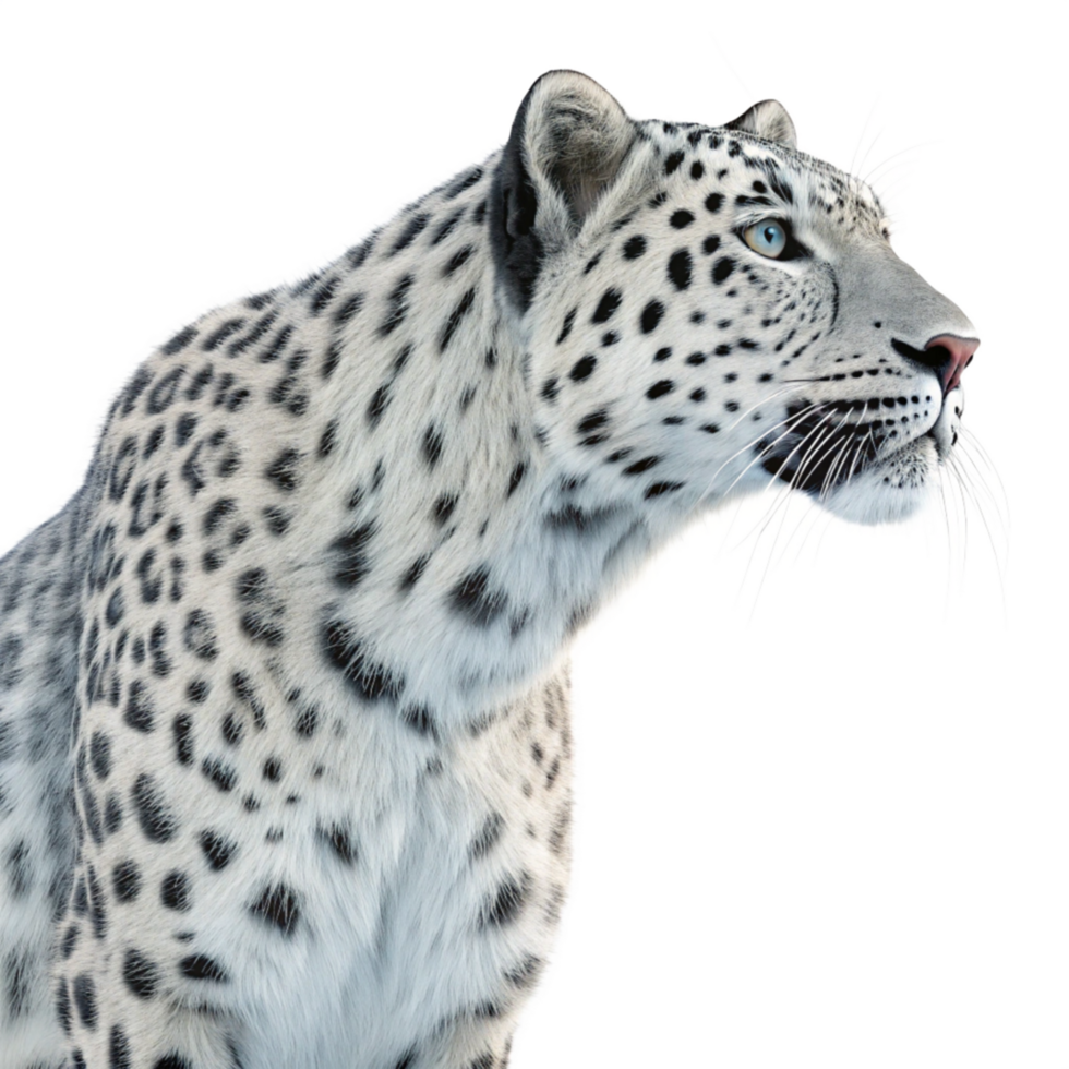 White Leopard isolated on Transparent background png