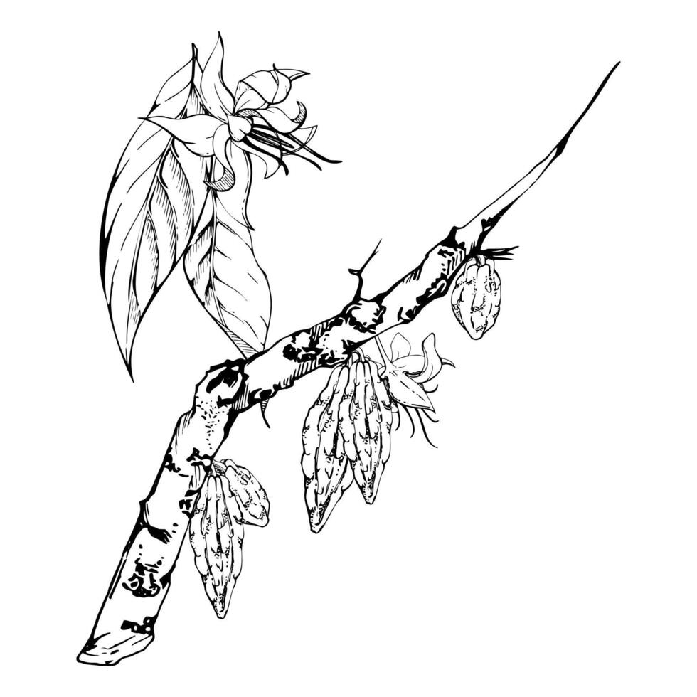 Coffee cocoa cacao, nature tropical exotic tree branch, flowers leaves. Hand drawn ink illustration isolated white background. Design travel, cafe shop brochure, print, botanical garden ads vector