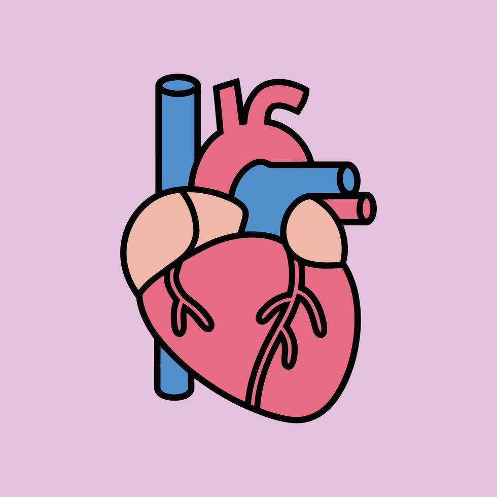 Illustration of a Human Heart Anatomy vector