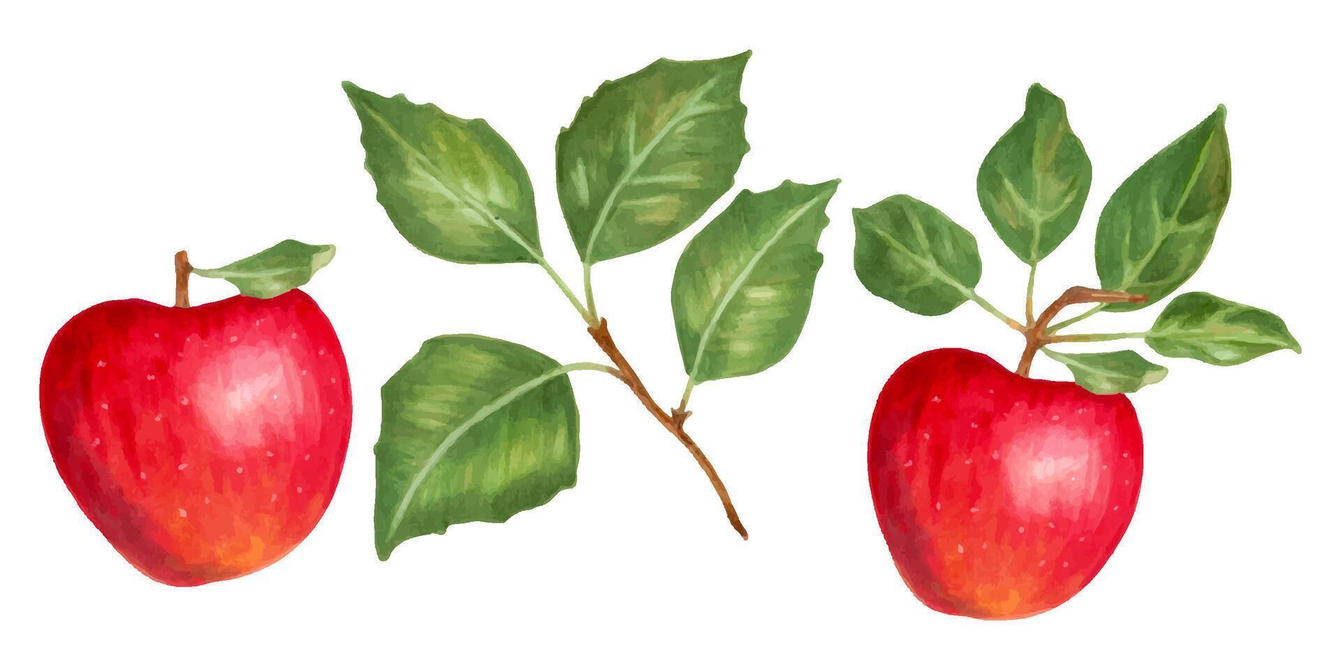Fruit set of red apples with leaves. Botanical illustration with watercolors and markers. Hand drawn isolated art. Food clipart for food packaging design, menus and juices. Harvesting, production vector