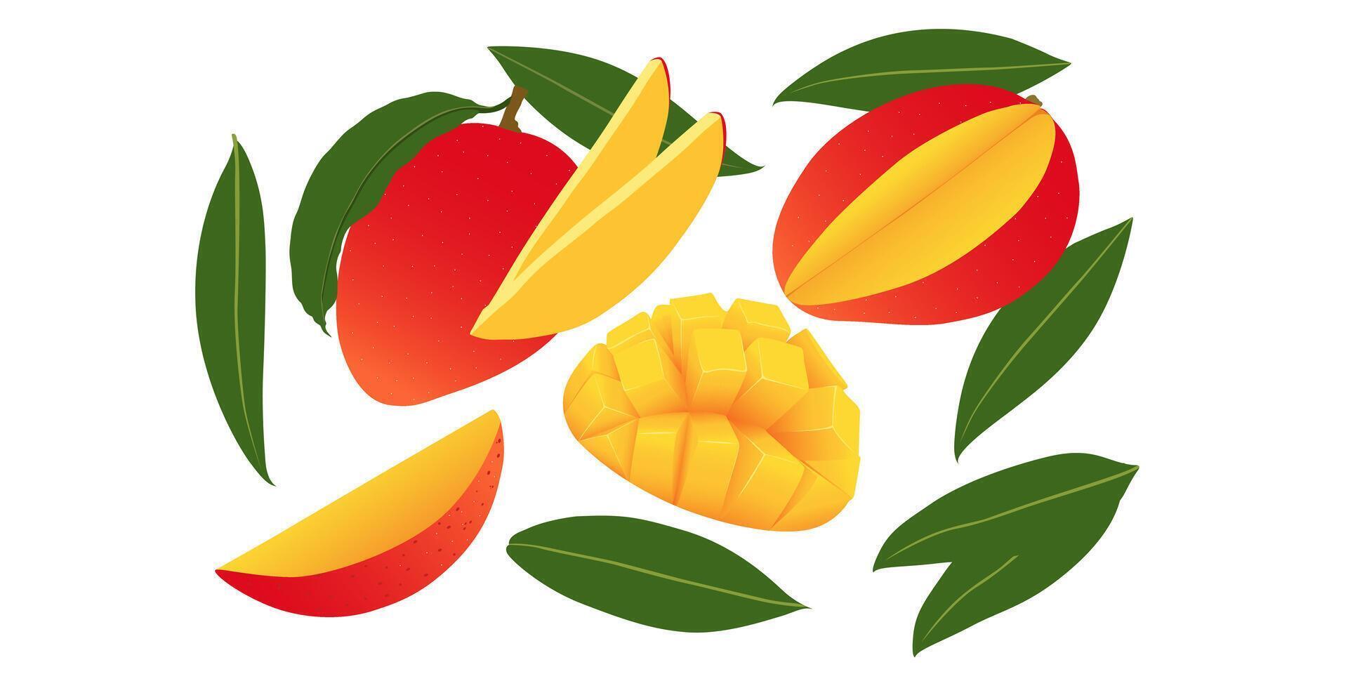 Flying ripe whole and slice mango with green leaves isolated on white background. Diced mango on skin. vector