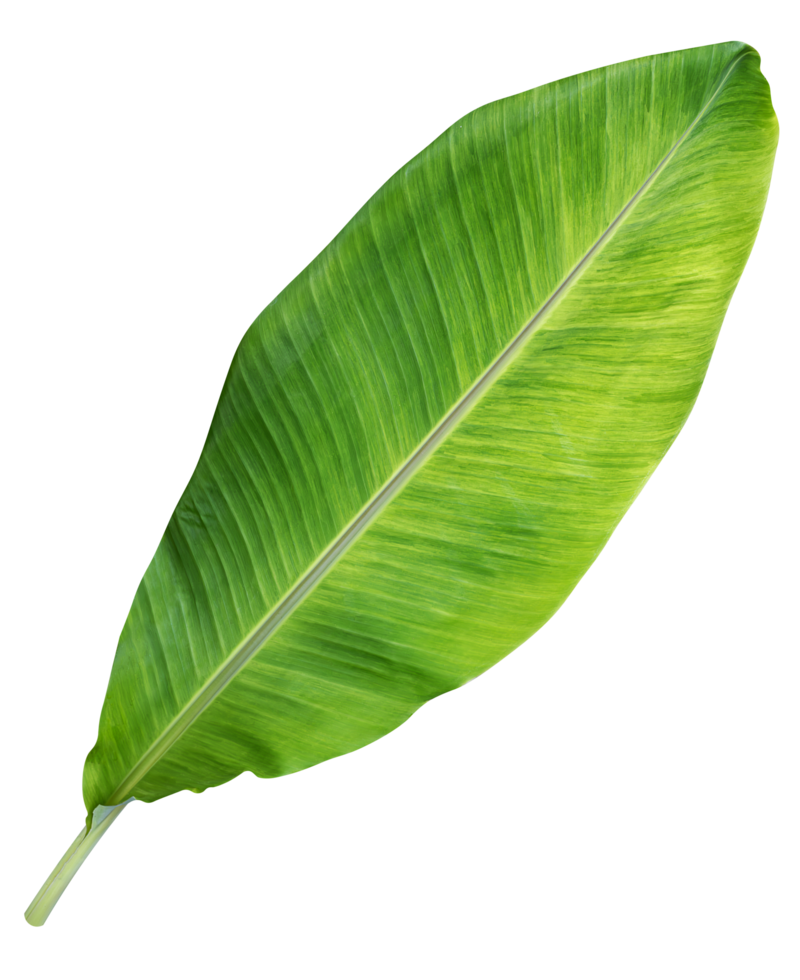 Green banana leaf png