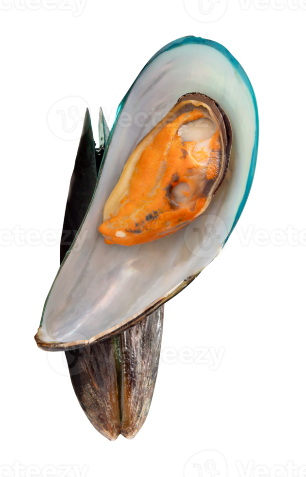 zwei gekocht oder gedämpft Grün Muscheln im Stapel isoliert mit Ausschnitt Pfad im Datei Format png