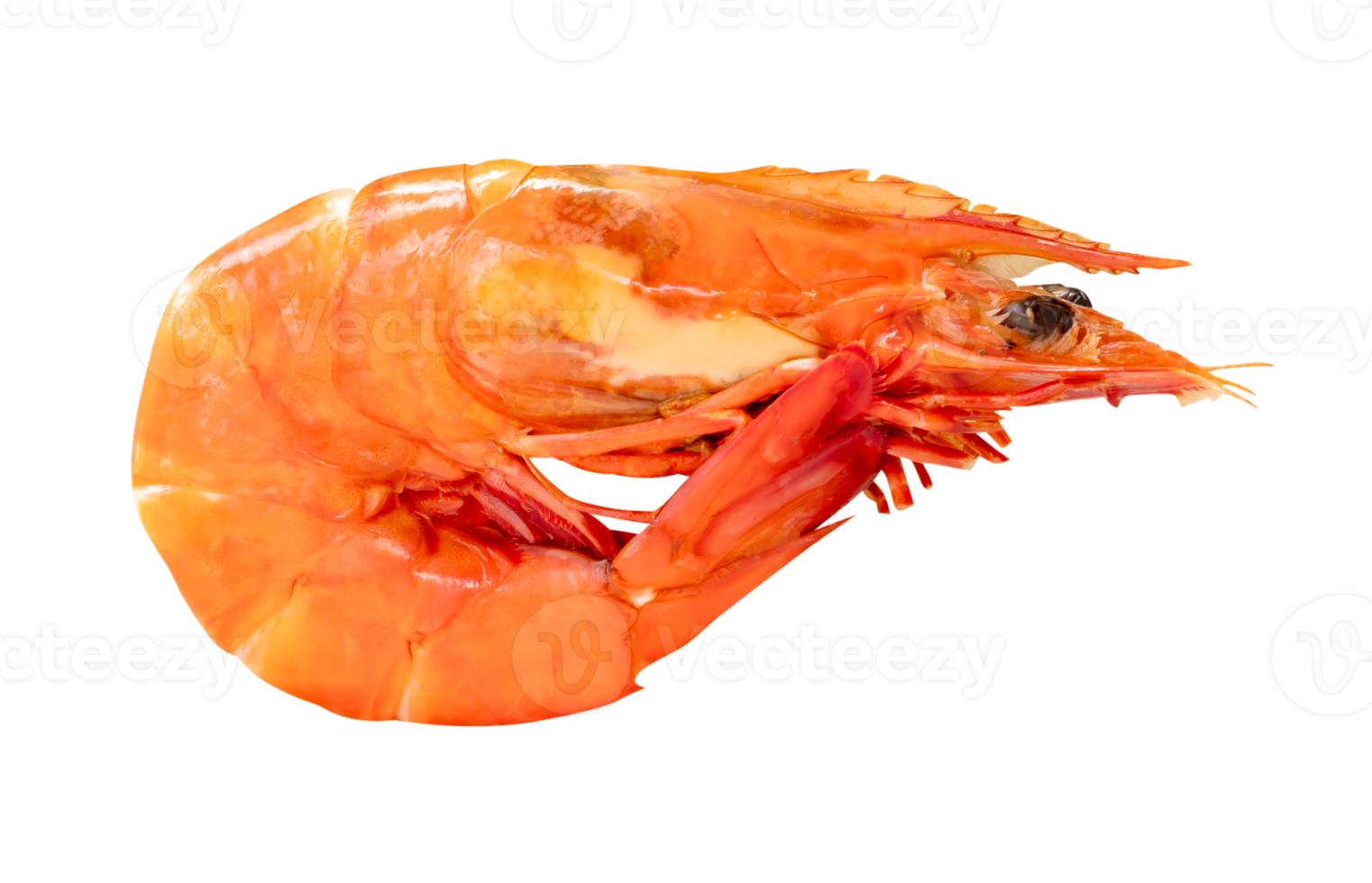 Side view of single red or orange cooked or steamed prawn isolated with clipping path in file format png