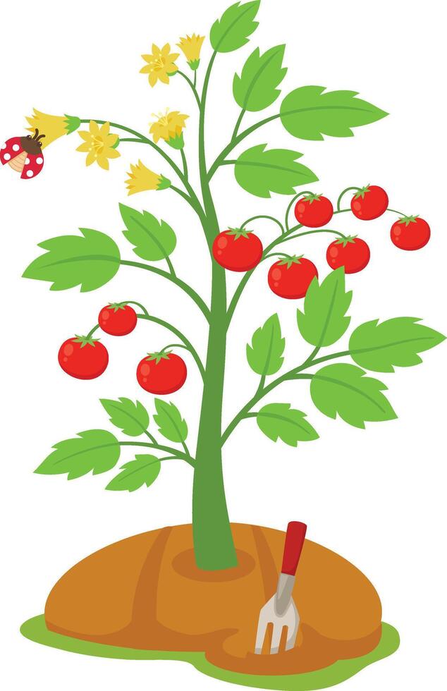 tomato plants farming on white background vector