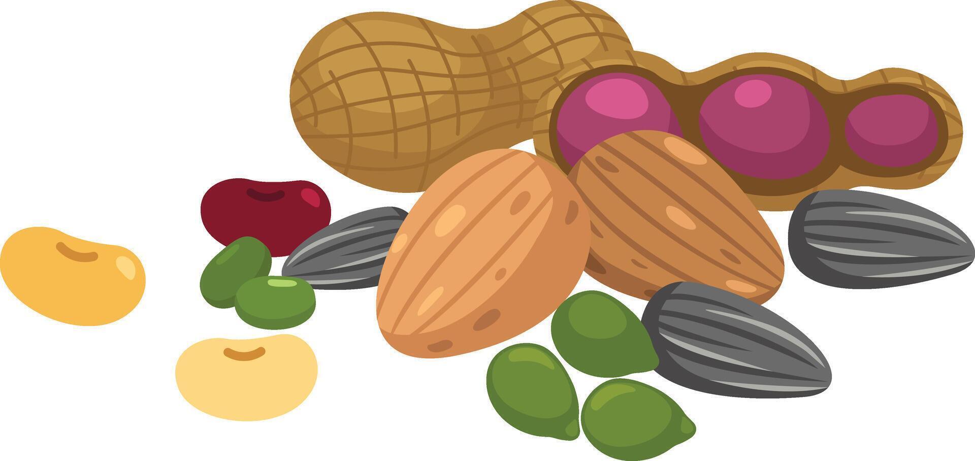 illustration of on nuts a white background vector
