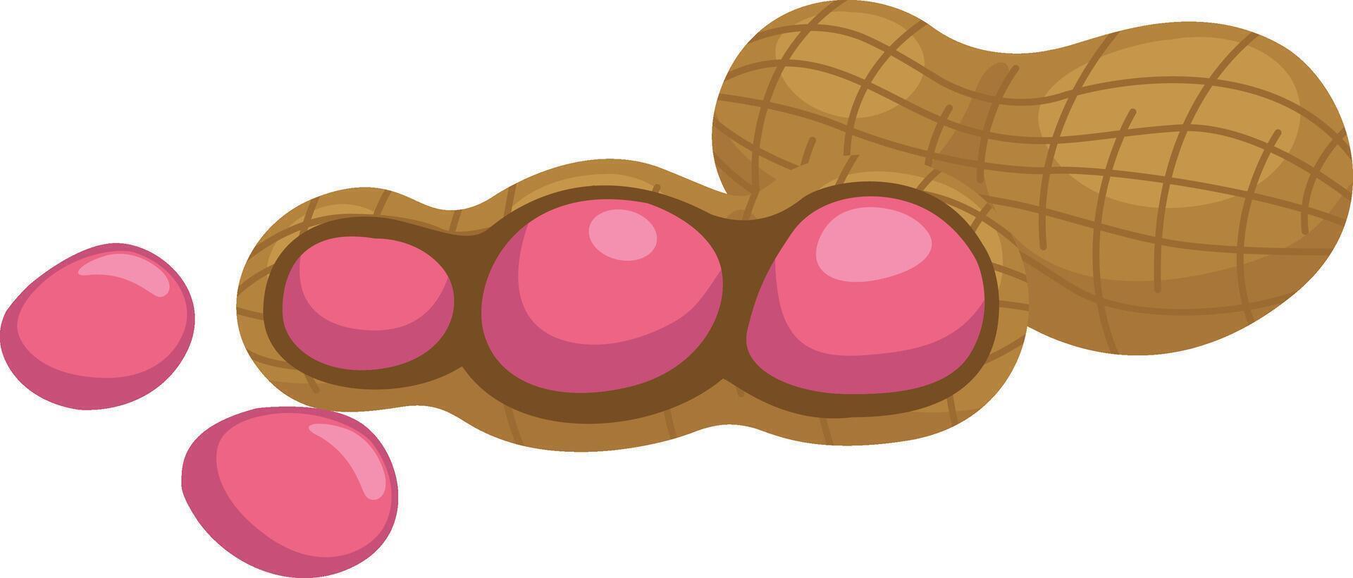 illustration of on nuts a white background vector