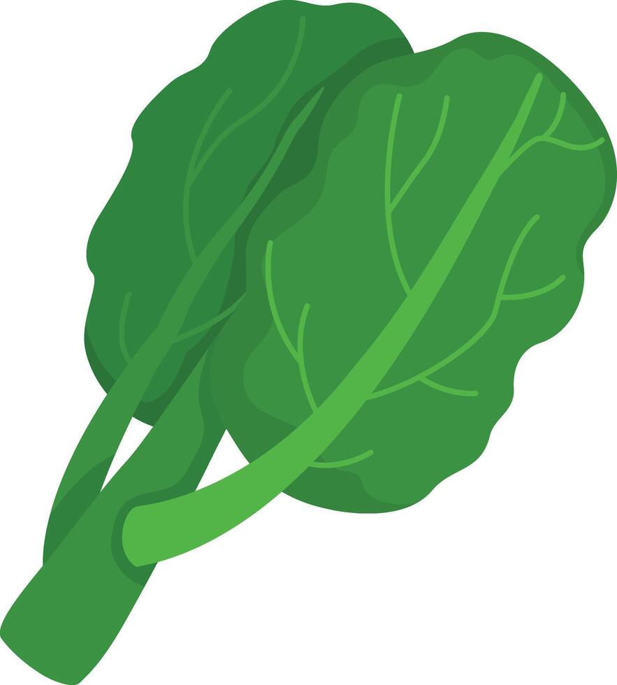 illustration of Kale on a white background vector