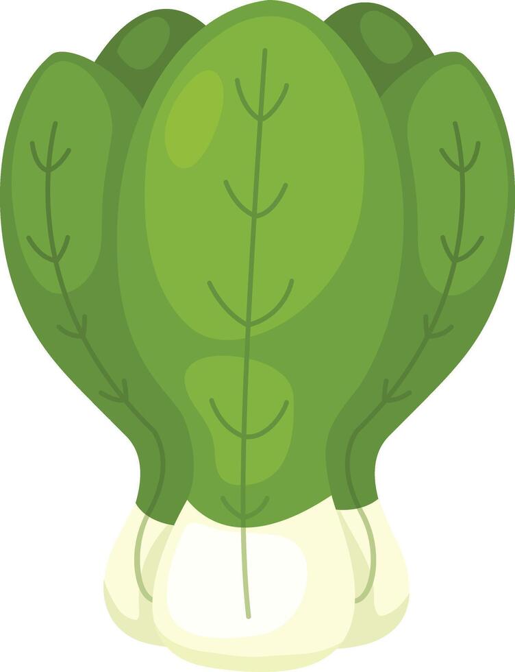 illustration of pak choi on a white background vector