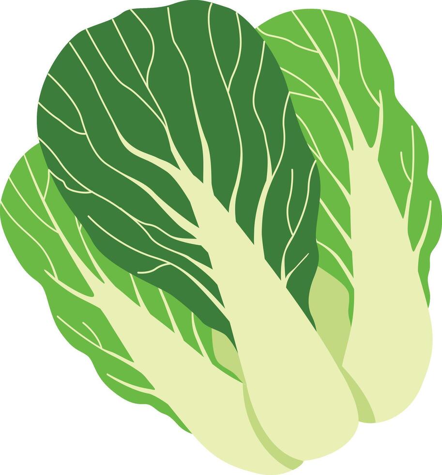 illustration of napa cabbage on a white background vector