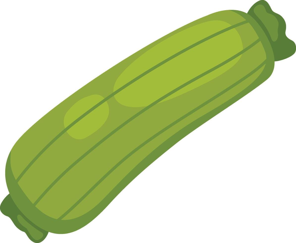 illustration of zucchini on a white background vector