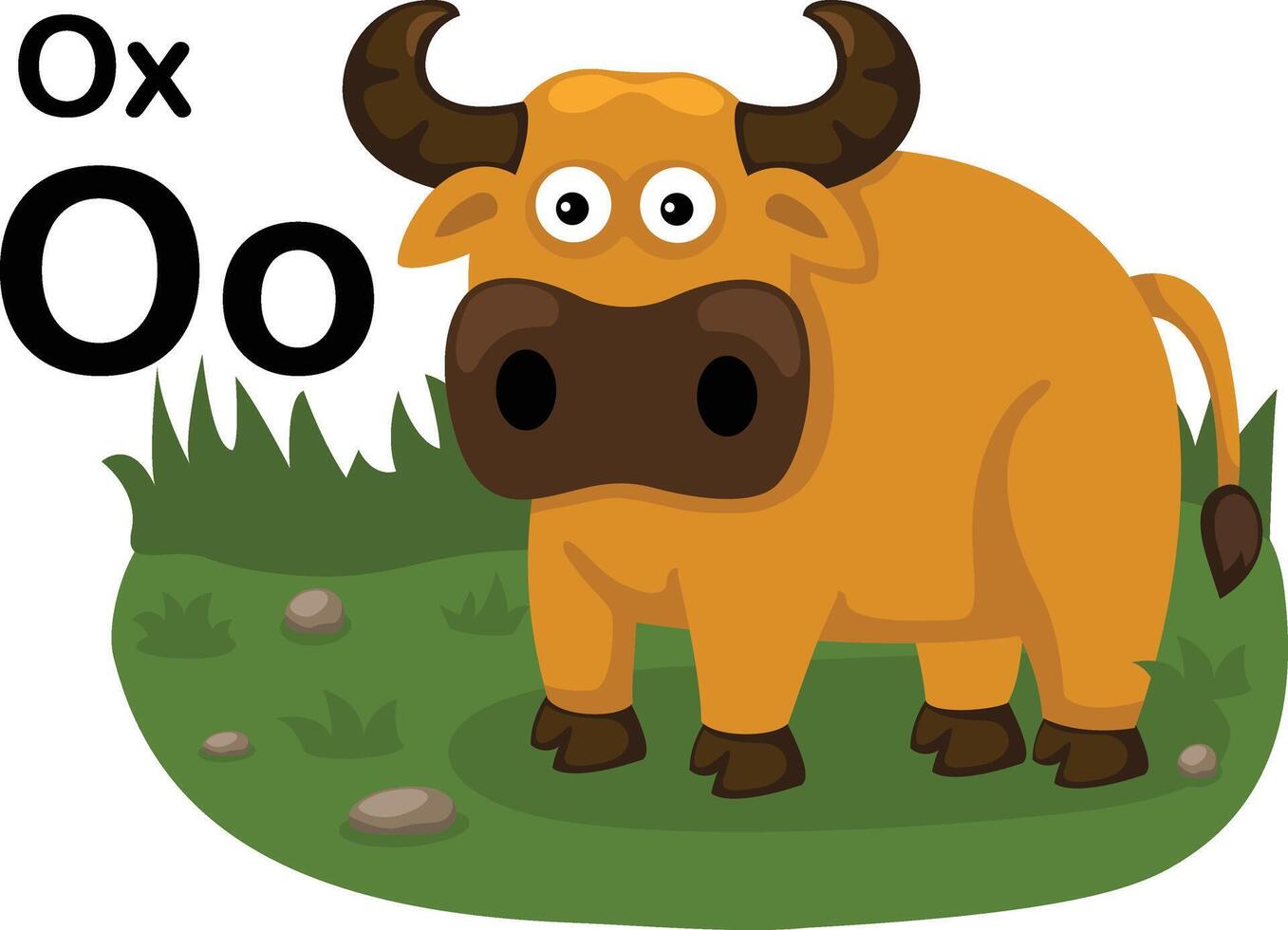 Alphabet Letter O-Ox with cartoon vocabulary illustration, vector