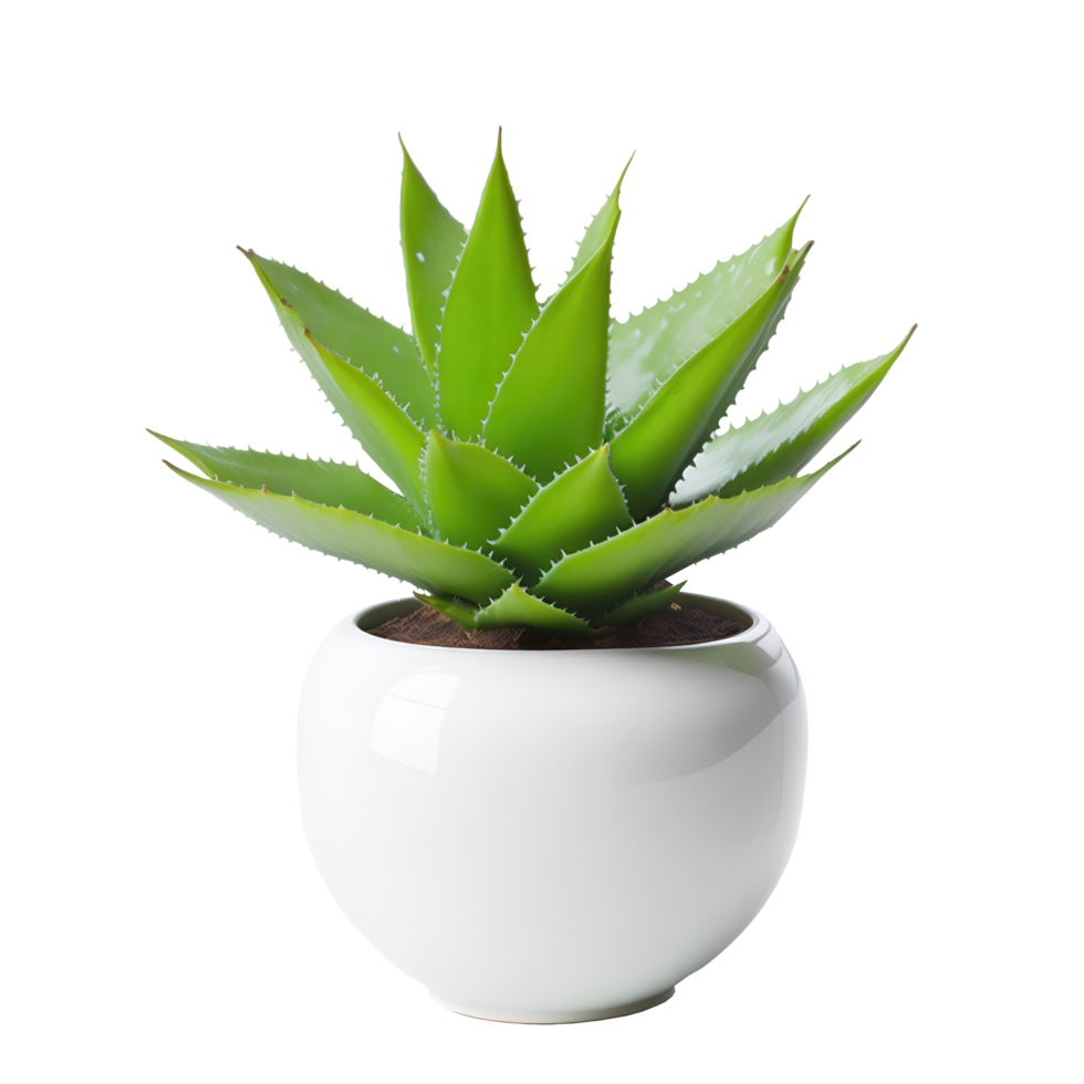 Aloe vera plant in a white pot png