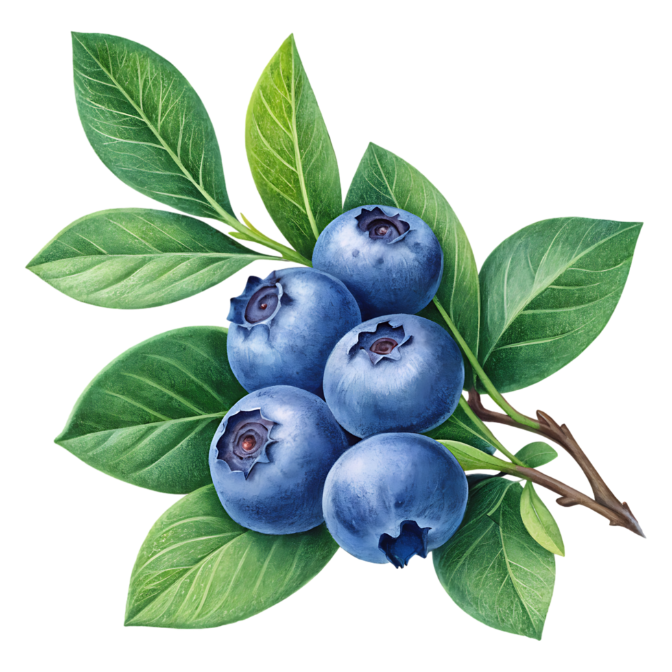 Blueberry Berries with Fresh Green Leaves png