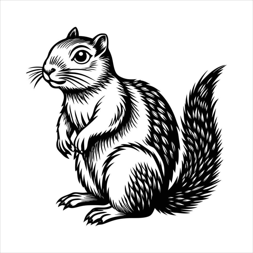 Columbian ground squirre vector