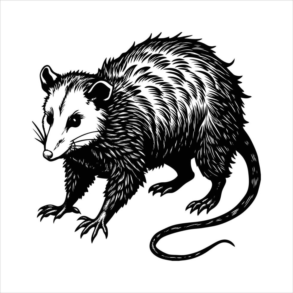 Opossum Silhouette Images vector