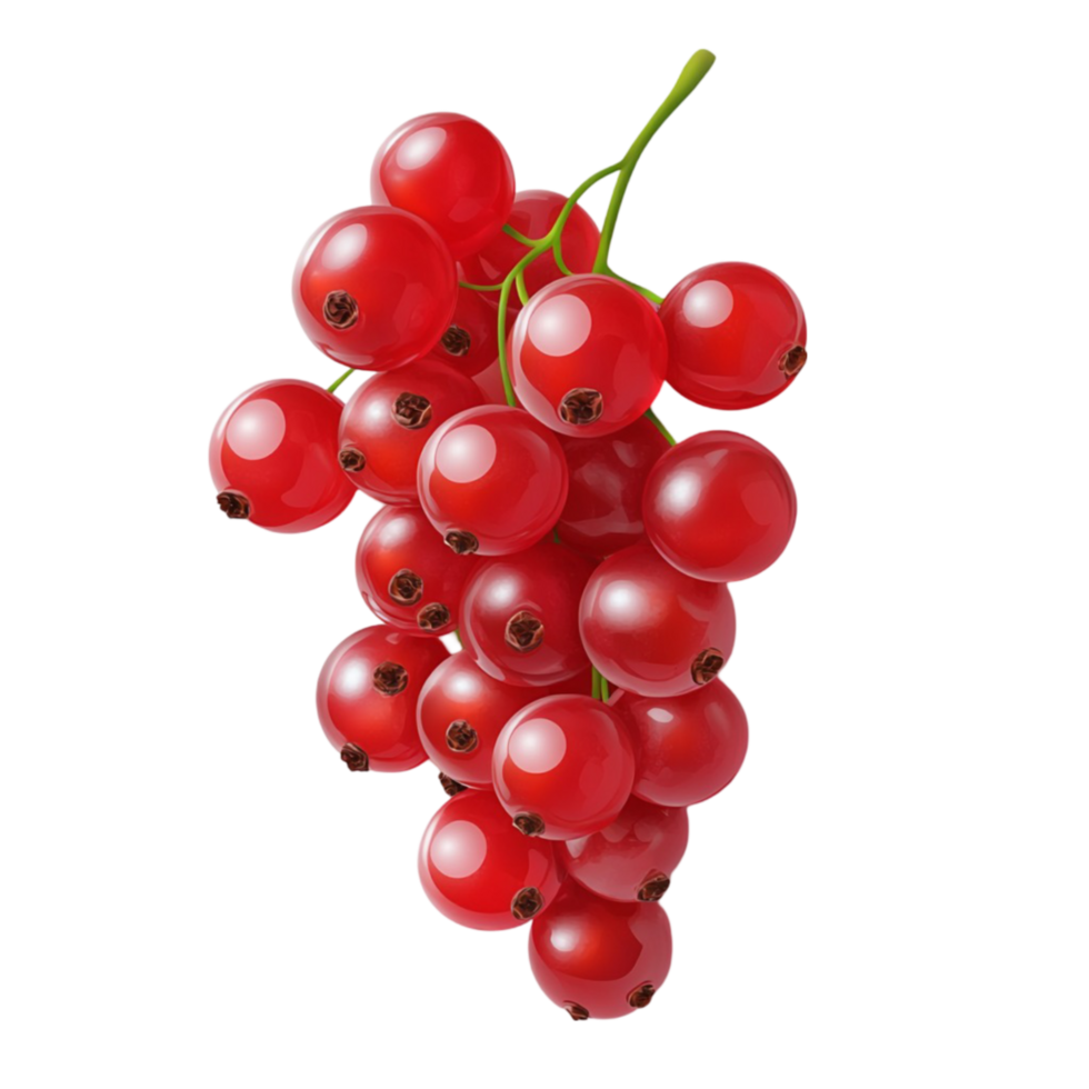 red currant fruit on a branch, isolated on transparent background png