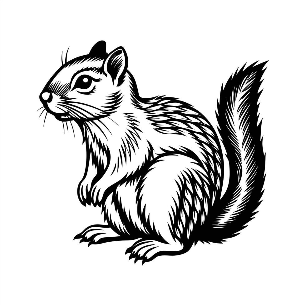 Beldins ground squirrel vector