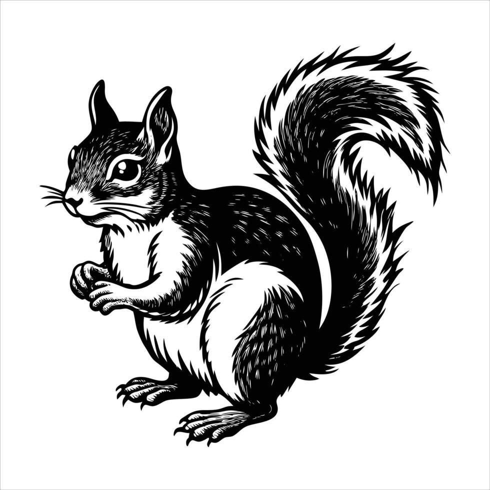 Squirrel Types Habits vector