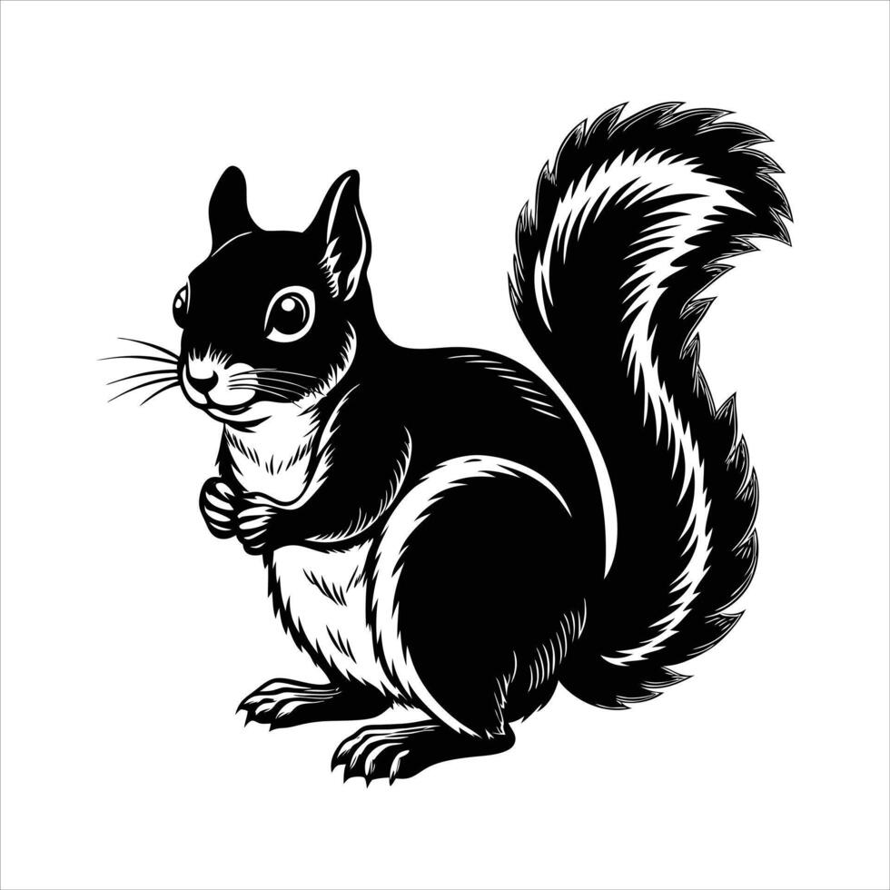 Douglas squirre Washington vector