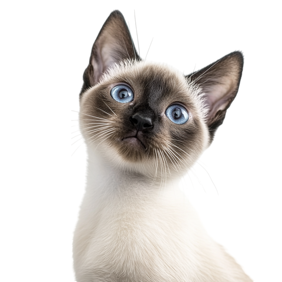 A siamese cat with blue eyes is looking up png