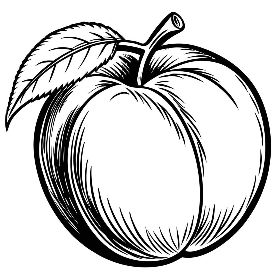 a black and white drawing of a peach vector