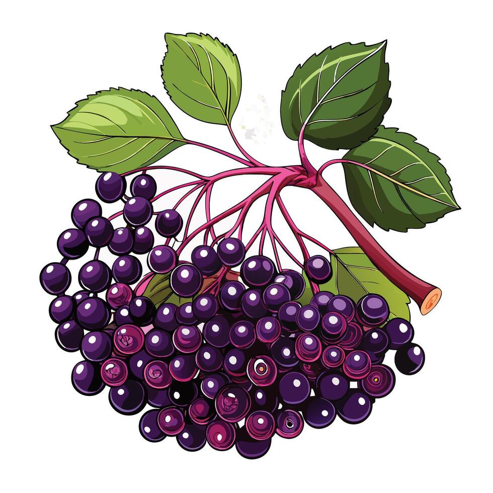 illustration of a bunch of elderberry vector