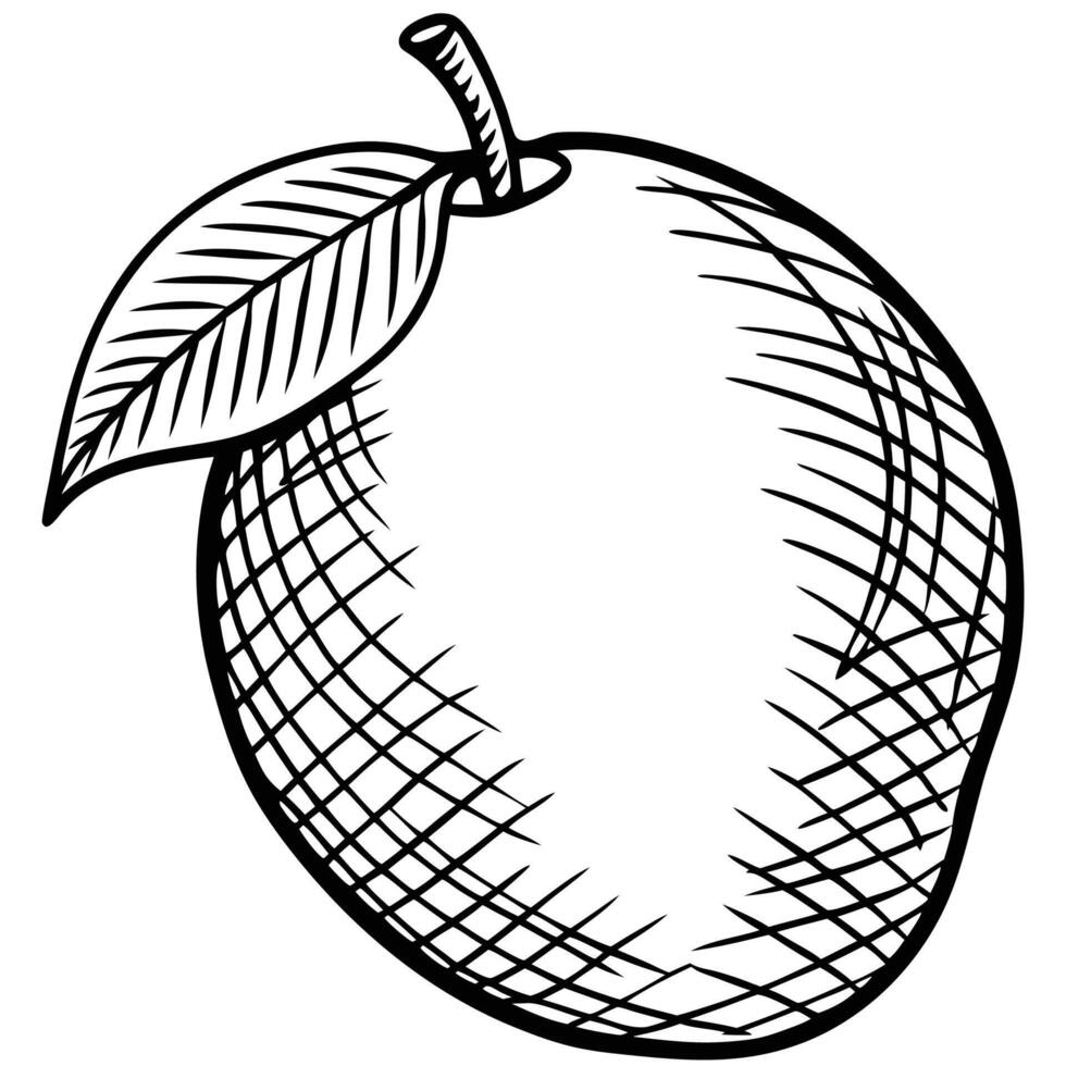 a black and white drawing of a mango vector