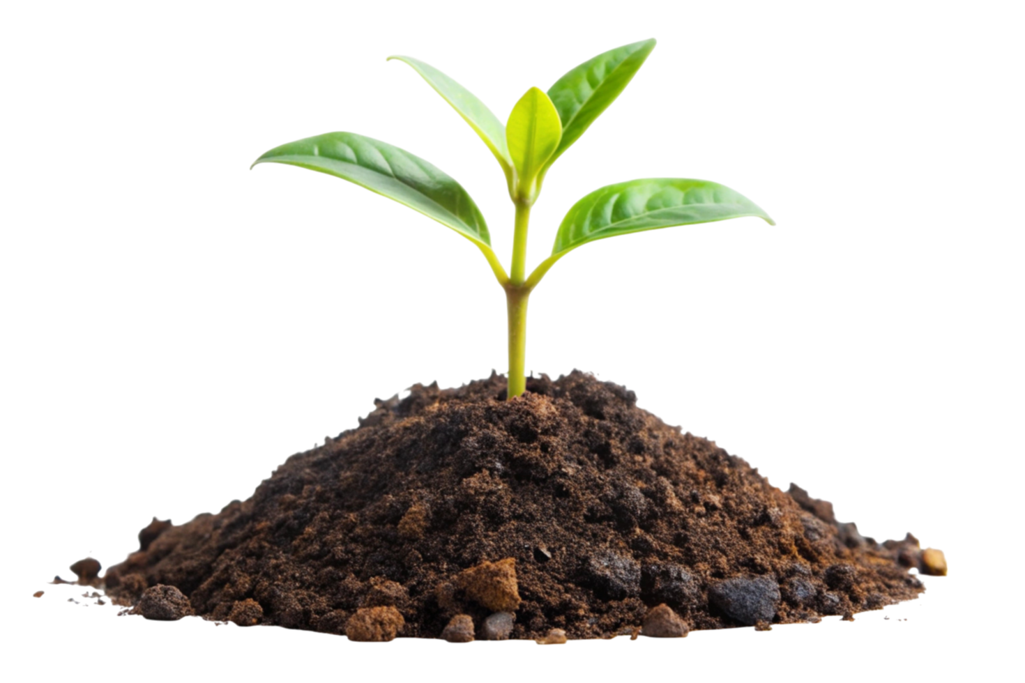 Fresh seedling growing in fertile soil, perfect representation of agriculture, ecology, and new beginnings. png