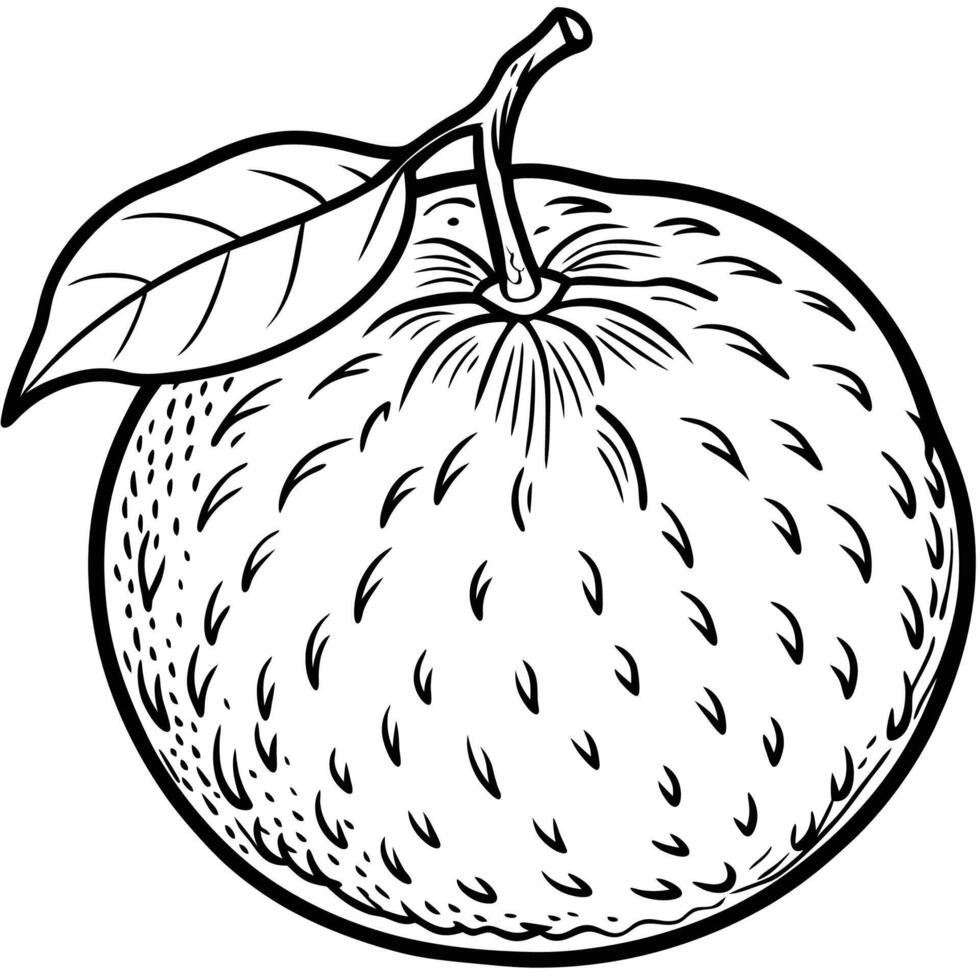 an orange is shown in a drawing style vector