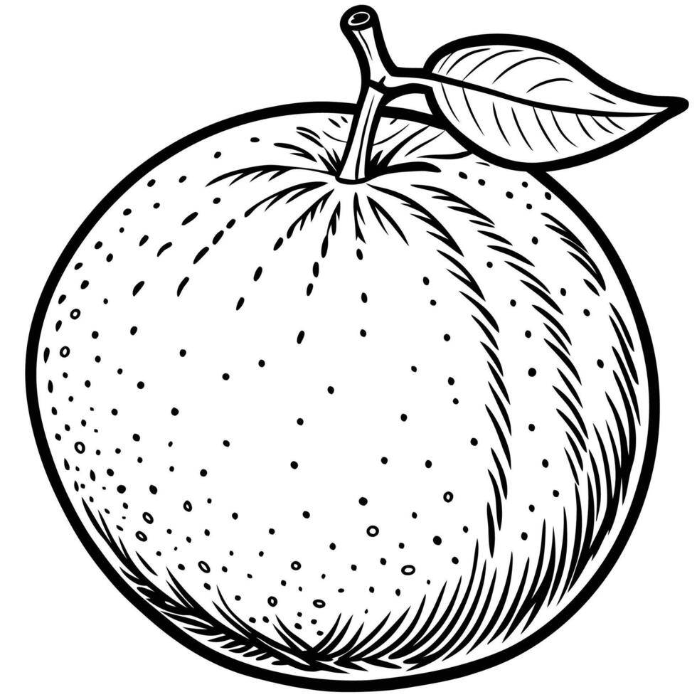 an orange is shown in a drawing style vector
