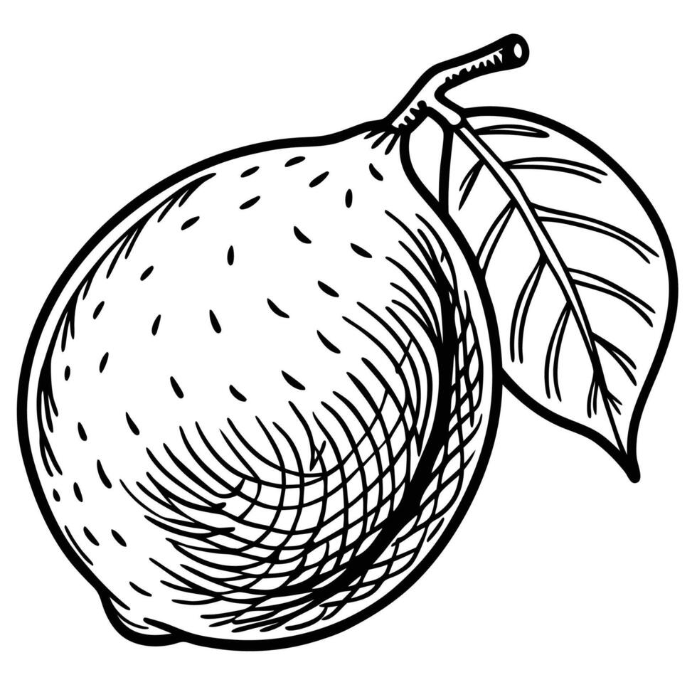 a black and white drawing of a lemon vector