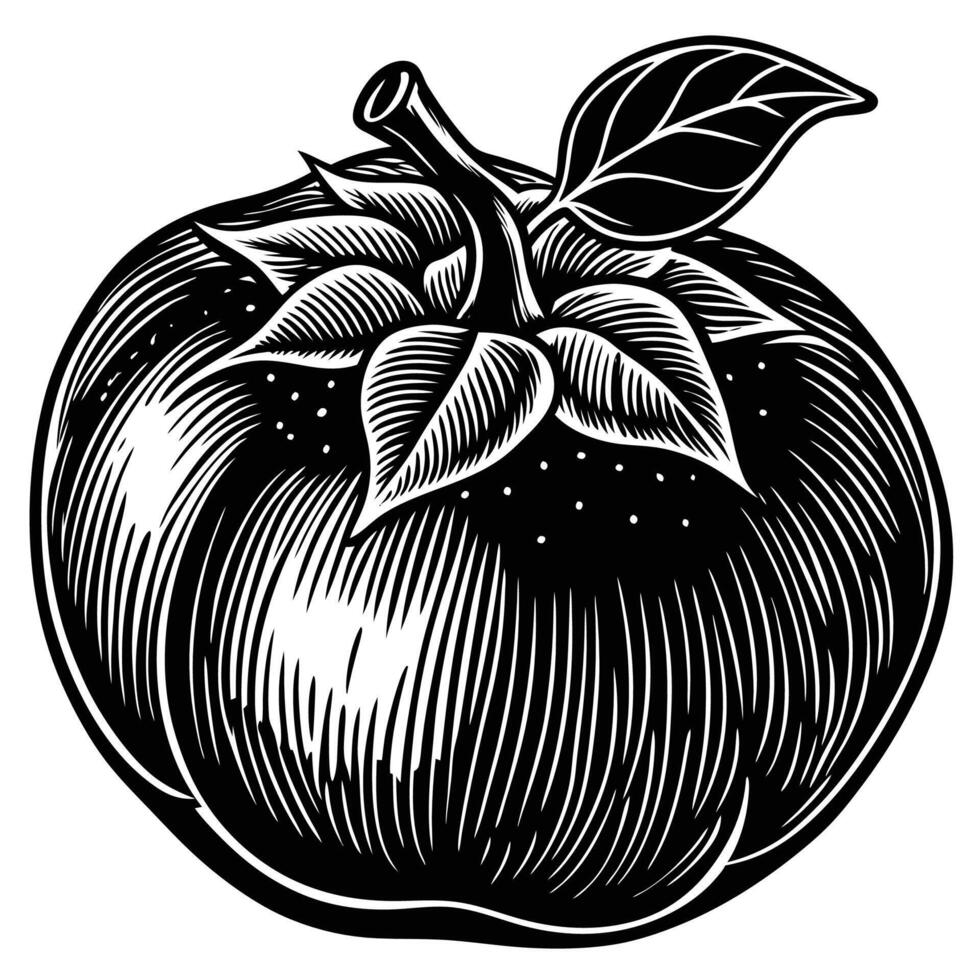 a black and white drawing of a tomato vector